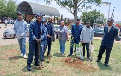 Newly planted trees outside South African health facilities promise cooling shade for pregnant women and health workers